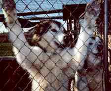 caged in