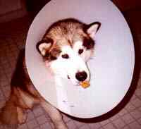 collar on dog with biscuit