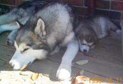 Ashbury & puppy