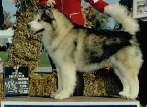 Gryphon winning Veteran Sweepstakes, September 2003
