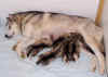 puppies_day13_b.jpg (27559 bytes)