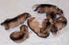 puppies_day13_c.jpg (24466 bytes)