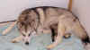 puppies_day13.jpg (25069 bytes)