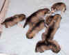 puppies_day14.jpg (30908 bytes)