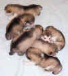 puppies_day17_b.jpg (26713 bytes)