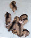 puppies_day17.jpg (32226 bytes)