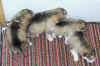 puppies_day18.jpg (25274 bytes)