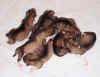 puppies_day1.jpg (39797 bytes)