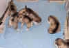 puppies_day22_b.jpg (36274 bytes)
