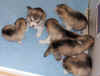 puppies_day22_c.jpg (35070 bytes)