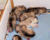 puppies_day22_d_small.jpg (31550 bytes)