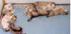 puppies_day22_e.jpg (17744 bytes)