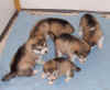 puppies_day22.jpg (36089 bytes)
