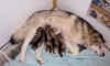 puppies_day5.jpg (51738 bytes)