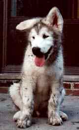 muddy puppy