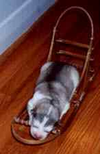 puppy in sled
